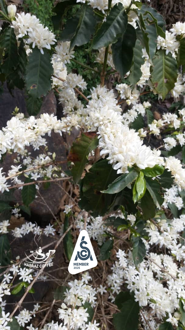 Coffee trees Blossom season in Yemen